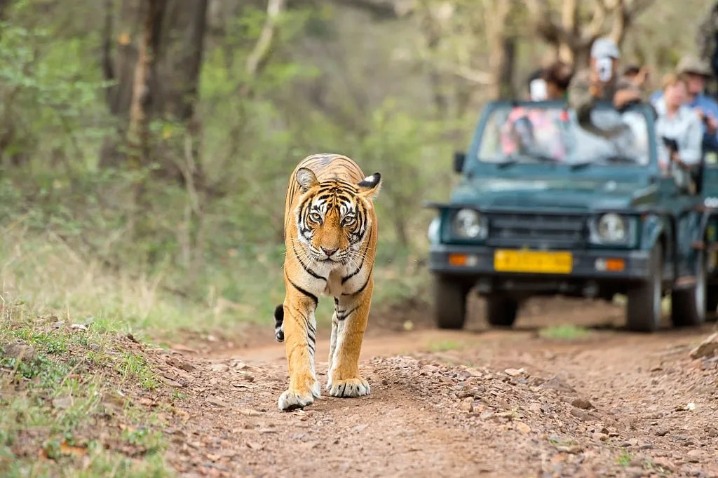 Safari Park